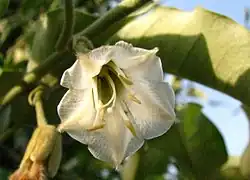 Close-up of a Bonamia menziesii flower