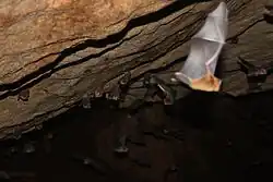 Brown bat