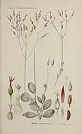 botanical illustration of kalanchoe plant and its parts