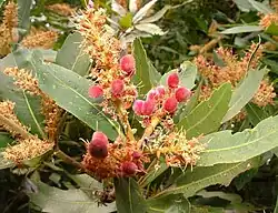 The young nuts are brightly coloured.
