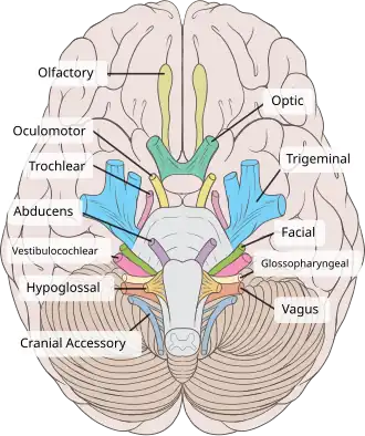 Inferior view of the human brain, with the cranial nerves labelled.