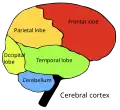 Four cerebral lobes and cerebellum: &nbsp;&nbsp;Occipital lobe &nbsp;&nbsp;Parietal lobe &nbsp;&nbsp;Frontal lobe &nbsp;&nbsp;Temporal lobe
