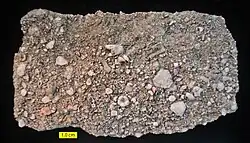 Encrinite from the Brassfield Formation (Silurian) near Fairborn, Ohio.