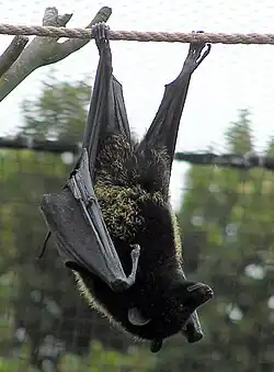 Black bat