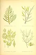 British seaweeds Artist rendition 1872 Desmarestia aculeata figure 18