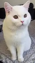 One-year-old male British shorthair kitten in pure white