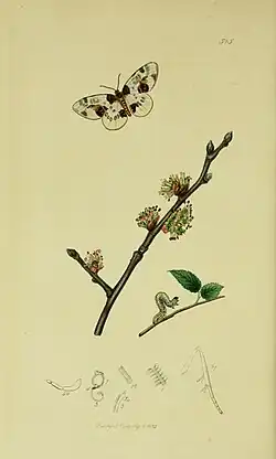 Illustration from John Curtis's British Entomology Volume 6