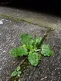 Growing in a crack in a sidewalk