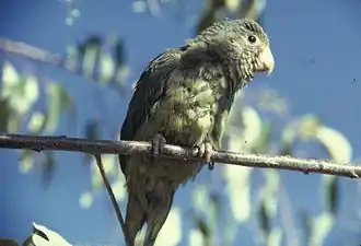 Cobalt-winged parakeet (B. cyanoptera)
