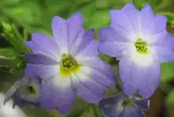Close-up of flowers of Browallia americana. Self-seeded, garden plant.