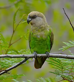 A green parrot with a light-brown head