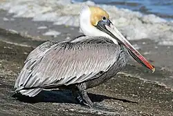 Brown pelican (Pelecanus occidentalis)