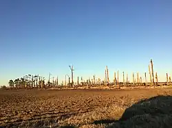 Image 2Trees that were completely debarked and denuded near Buckeye, Arkansas. (from Tornado outbreak of December 10–11, 2021)
