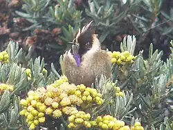 Buffy Helmetcrest (Oxypogon stuebelii)