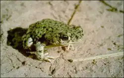 A green toad with black speckles