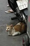 An orange tabby cat lying on the alley of the street