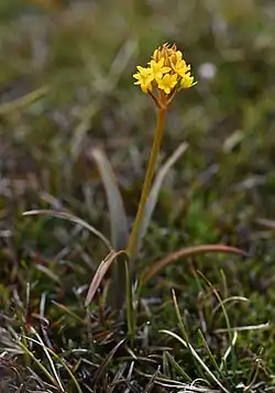 A young Bulbinella gibbsii specimen growing in tussock grasslands on Stewart Island.