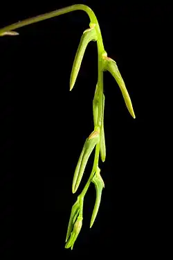 Buds on Inflorescence