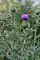 Cirsium vulgare, bull thistle, Fish Creek vicinity