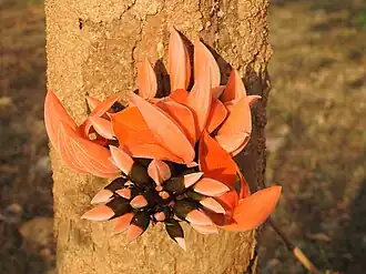 Butea monosperma buds coming out of trunk