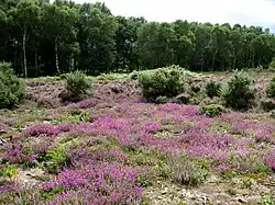 Buxton Heath Nature Reserve