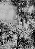 Tapping the sap of the immature flower flasks in "arènpalm" (Arenga pinnata), one of the palms used to make palm wine, in Ambon, Moluccas (1919). The wine was called toewak (Dutch), tuak or sagoweer (saguer). The fresh sap, "sugar water", was also so drunk.