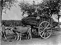 Sugarcane being transported by oxcart