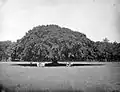 Two groups of men under a large banyan tree in Situbondo