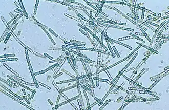 A cyanobacteria species (Cylindrospermum sp)