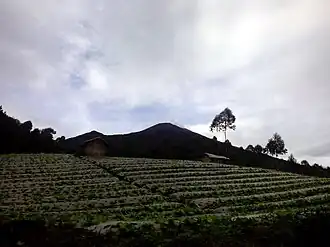 Cabbage farm with the peak of Mount Slamet in the background in Camara hamlet of Batursari village, Pemalang.