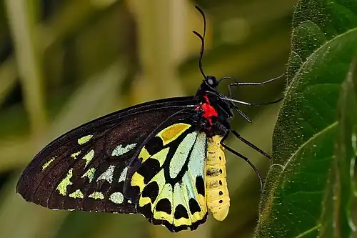 Image 19 Cairns Birdwing Photo credit: Fir0002 The Cairns Birdwing (Ornithoptera euphorion) is a birdwing butterfly of the Papilionidae family. It is Australia's largest butterfly, and is native to the tropical north of Queensland. More selected pictures