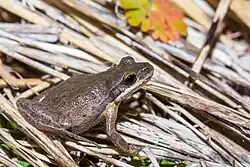 A brown frog