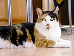 Calico cat