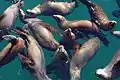 California Sea lions at Santa Cruz, California