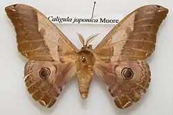 Pinned specimen of male moth having feathery antennae