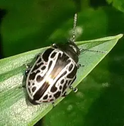 Calligrapha elegantula, Costa Rica