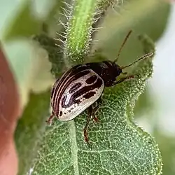 Calligrapha heterothecae, Texas