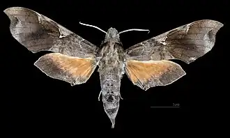 Callionima acuta ♀