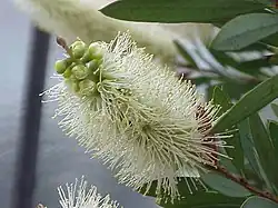 Pale bottlebrush (Callistemon pallidus) in bloom