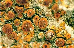 Caloplaca sideritis