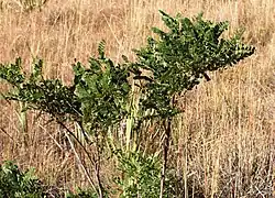 A bush with pinnate leaves, leaflets rounded at the tip