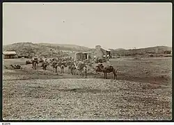Camel Teams, Arltunga, c. 1898