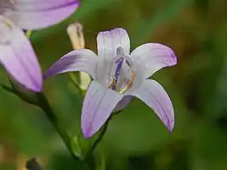 Close-up on flower of Campanula rapunculus