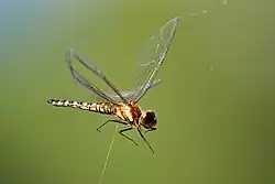 Female caught in spider web
