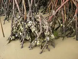 The roots of mangrove trees sticking out of the sand with oysters stuck to their sides