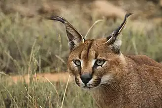 Caracal