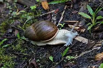 Megalobulimus dryades, a local species of land snail