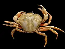 Shore crab