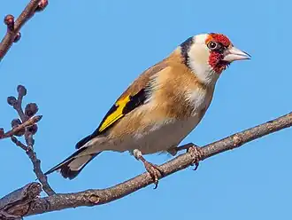 C. c. carduelis, Sweden