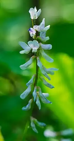 Vicia caroliniana, Carolina vetch, Bayshore Blufflands